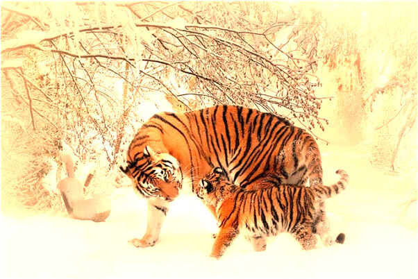 夢到了重婚迎娶新娘意味著什麼_周公解夢官網