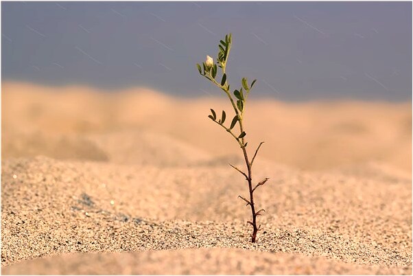 夢到老媽離家出走代表什麼_周公解夢官網