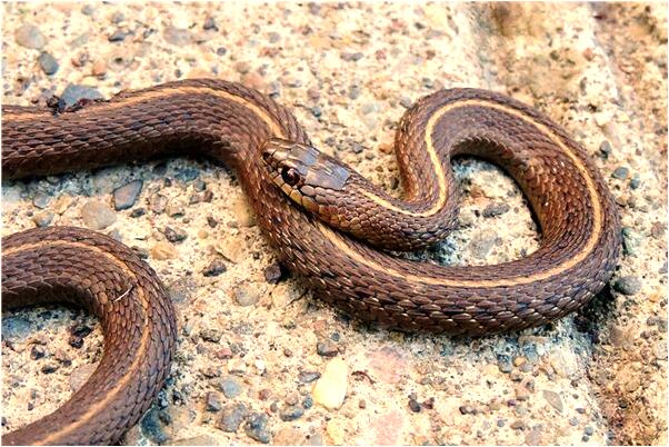 夢見兒子笑著不說話往西走有什麼預示嗎_周公解夢官網