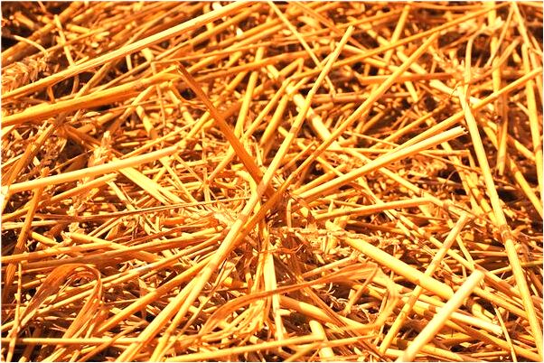 夢到空烏龜殼怎么說_周公解夢官網