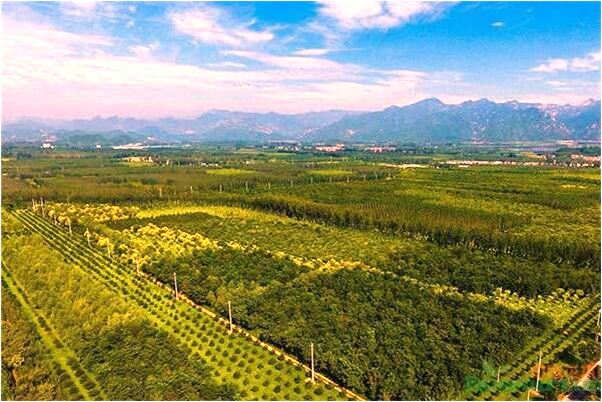 夢到豬上房怎么回事_周公解夢官網