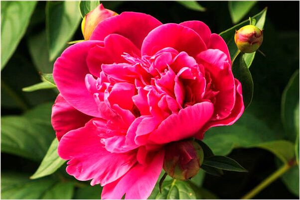 夢到衣服長草什麼寓意_周公解夢官網