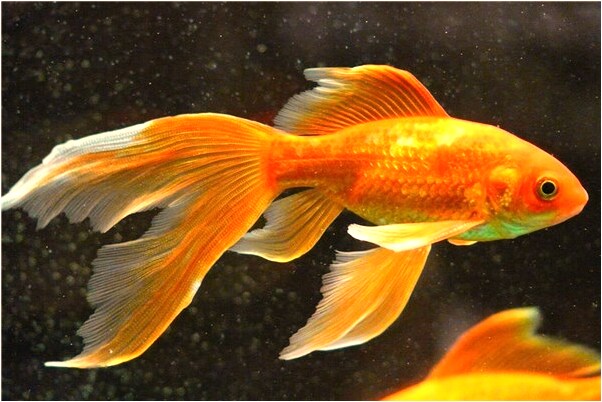 夢到了小孩把屎拉我身上是怎么回事_周公解夢官網