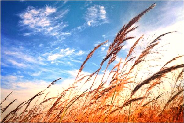 夢見飯盒被人拿錯了是什麼兆頭_周公解夢官網