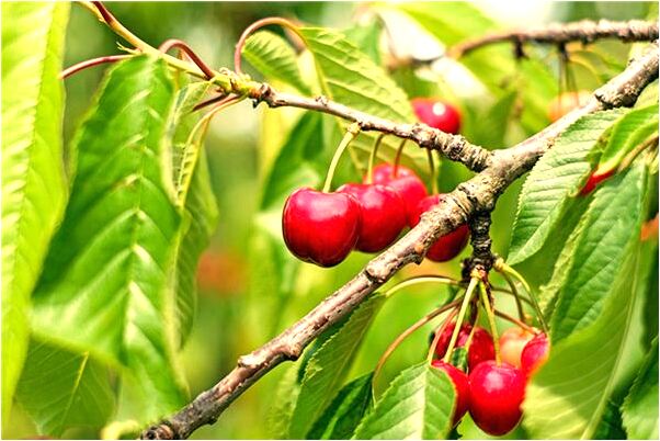 夢到老公即將離開什麼預兆_周公解夢官網