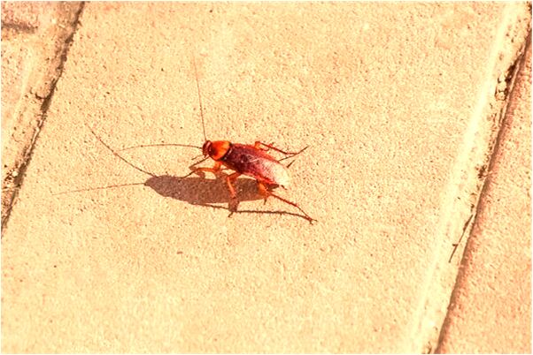 夢見算卦算出我有痔瘡意味什麼_周公解夢官網