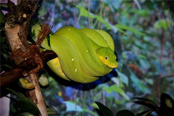 屬蛇人的婚姻與命運如何解_十二生肖