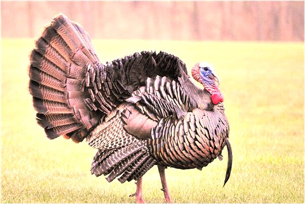 夢見和同性接吻擁抱有什麼寓意嗎？_周公解夢官網