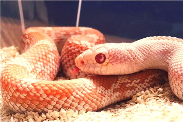 夢到了自己用大便洗屁股什麼預兆_周公解夢官網