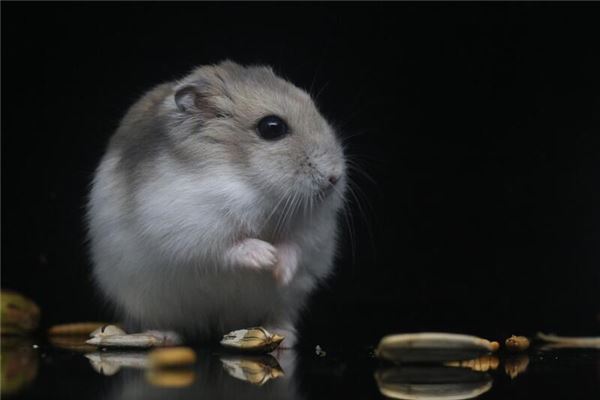 2020年屬鼠3月生的性格_十二生肖