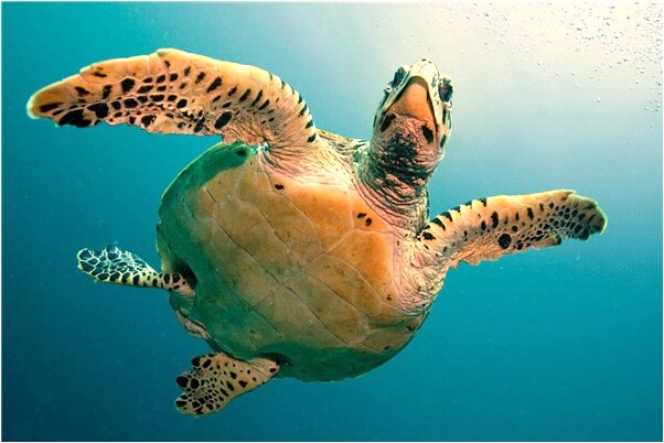 夢到了大霧瀰漫是什麼預兆_周公解夢官網