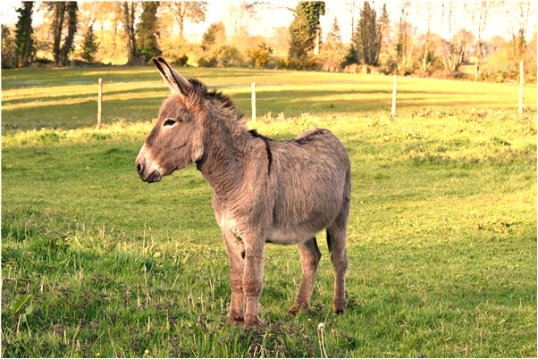 夢到了錢包掉了銀行卡被人刷了有什麼意思_周公解夢官網