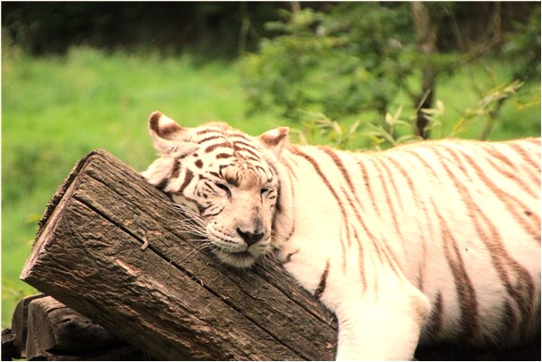 夢見老公和閨蜜上床意味著什麼_周公解夢官網