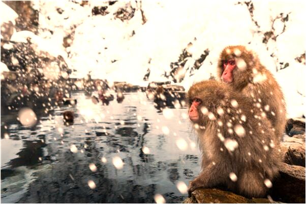 夢見勸別人放走小蛇是什麼意思_周公解夢官網