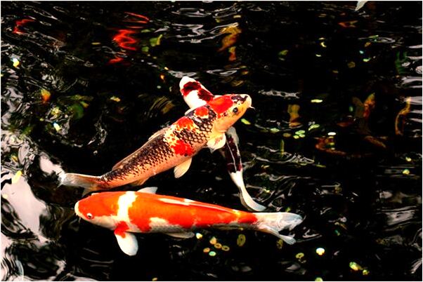 夢到小雞破殼而出是什麼意思_周公解夢官網