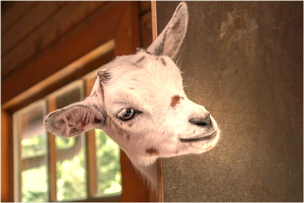 夢到喝黃金酒了會是什麼預兆_周公解夢官網