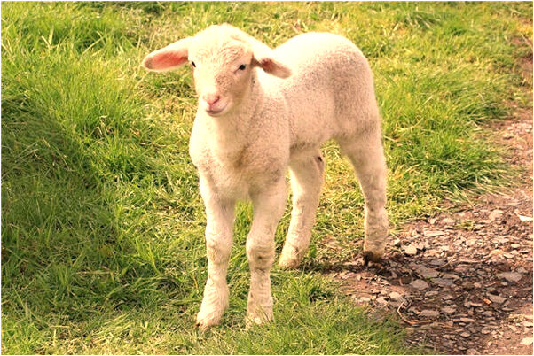 夢到男友機車車頭著火了怎么回事_周公解夢官網