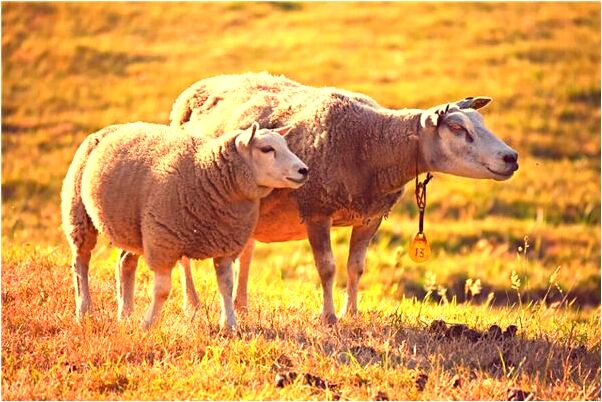 夢到吃羊肉饅頭代表著什麼_周公解夢官網