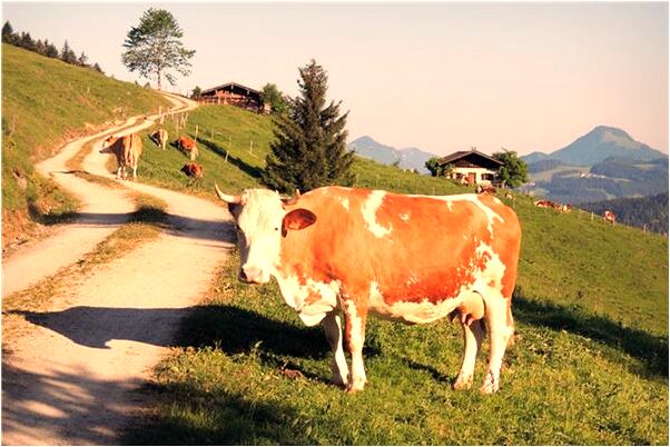 夢到挖土梯是什麼預兆？_周公解夢官網