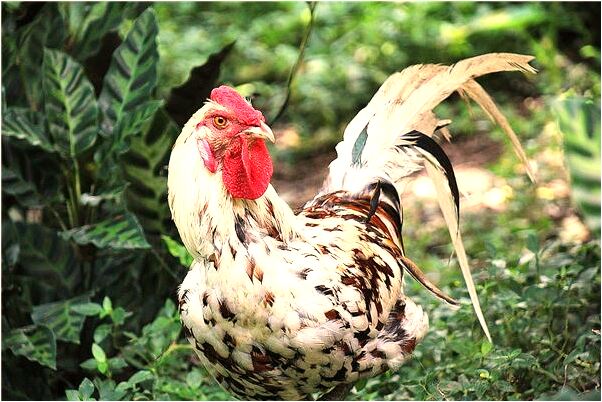 夢見別人我生病是什麼意思_周公解夢官網