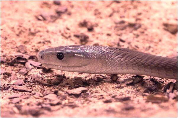 夢到頓羊骨頭是咋回事_周公解夢官網