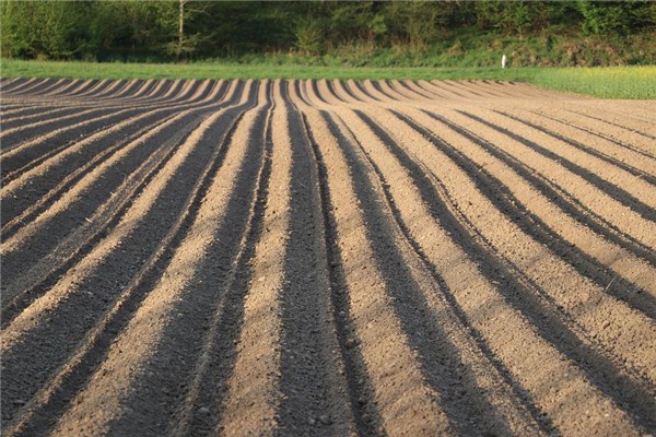 夢見澆田是啥意思_周公解夢