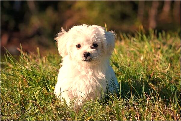 夢到和自己認的妹妹在一起會怎么樣_周公解夢官網