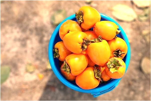 夢到大風將樹拔起好不好_周公解夢官網