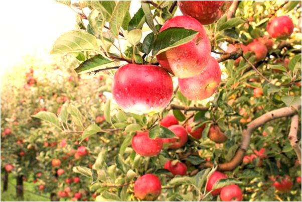 夢到了丟衣服錢包意味什麼_周公解夢官網