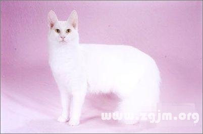 Scorpio is the most suitable for pet cat: Turkey Angola cat _ the zodiac