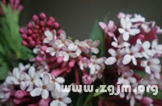 屬於十二星座的春天的花_十二星座