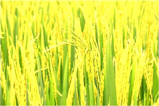 夢見在船上有人受傷預示什麼_周公解夢官網