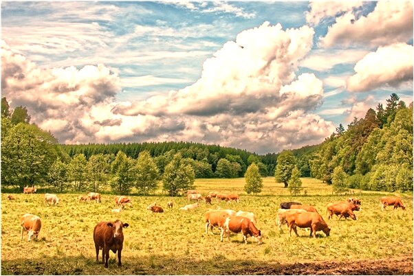 夢到了客戶給打電話有什麼預兆_周公解夢官網