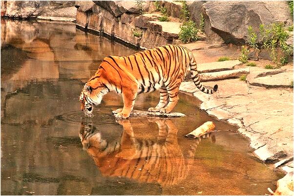 夢到母雞和我說話是好是壞_周公解夢官網