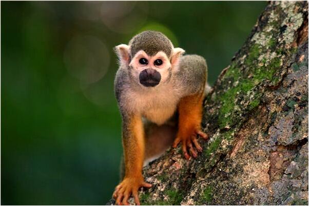 夢到三個金門什麼寓意_周公解夢官網