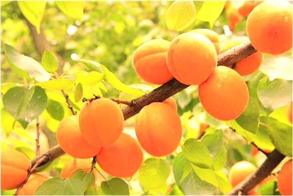 夢見船沉海里了意味什麼_周公解夢官網