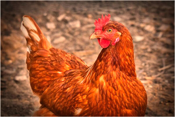 夢到房屋裡外長了草有客來是啥意思_周公解夢官網