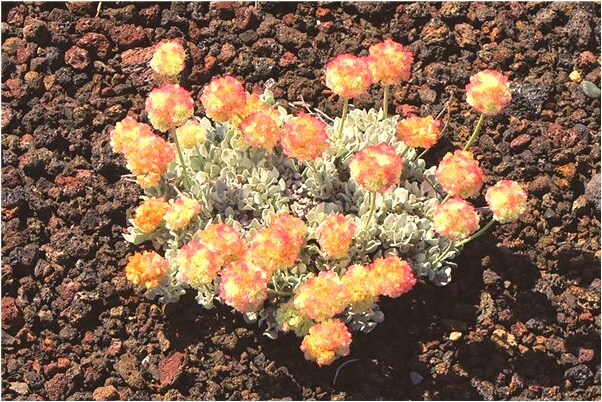 夢到了房屋下陷預示了什麼_周公解夢官網