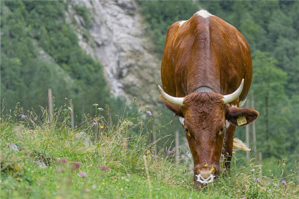 22年屬牛的歲數表_十二生肖