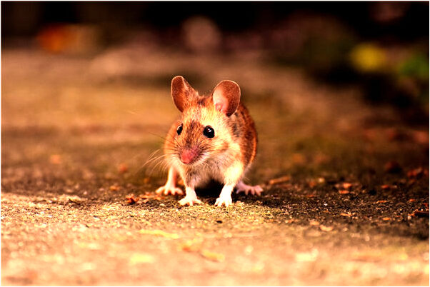 夢見自己眉心流血是吉兆嗎?_周公解夢官網