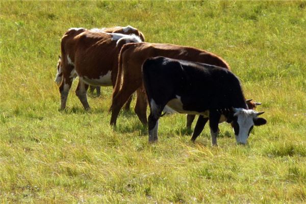 1985年屬什麼生肖_十二生肖