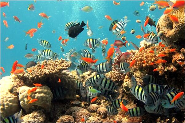 夢到了男人提筐的預兆_周公解夢官網