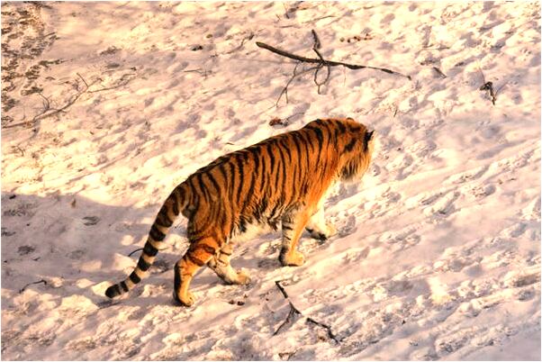 夢到了自己被母親戴孝是好是壞_周公解夢官網