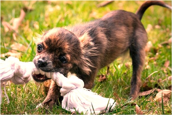 夢見一條大蛇被打死有什麼預兆_周公解夢官網