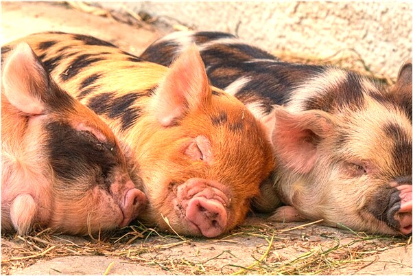 夢到被蛇追著咬一口的預兆_周公解夢官網