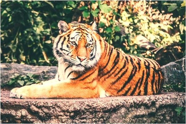 夢見買了一輛白色汽車預示什麼_周公解夢官網