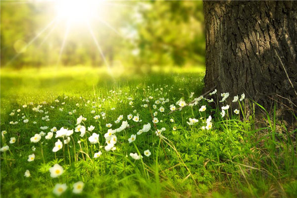 夢到了花苗是好的徵兆嗎_周公解夢