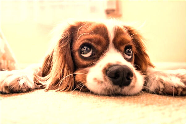 夢到姐姐穿一件大紅的衣服預兆了什麼嗎_周公解夢官網