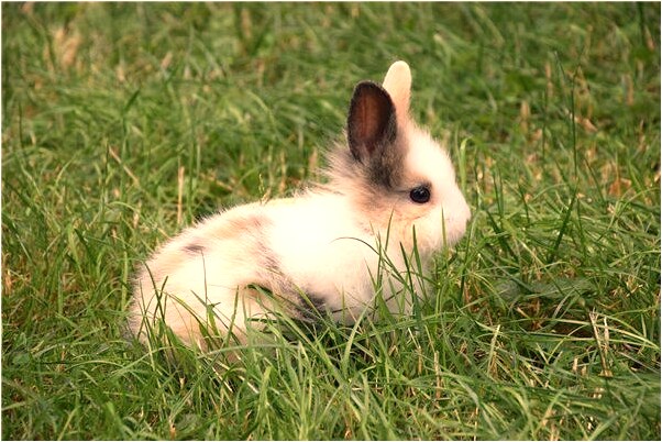 夢見買到假手機是什麼意思_周公解夢官網