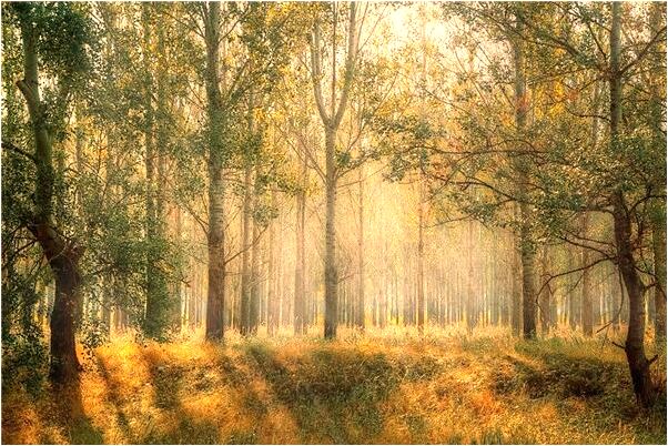 夢到了路上長樹有什麼寓意嗎？_周公解夢官網